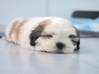 Cute shih tzu puppy sleeping and relaxing on floor at home. pet lifestyle and health concept