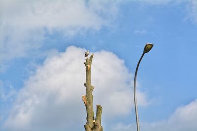 Low angle view of bird on plant against sky