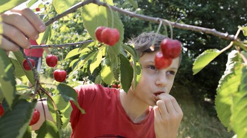 A boy tastes ripe cherry berries in an orchard