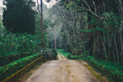 Road amidst trees in forest