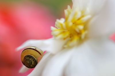 Close-up of yellow flower