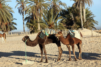 Close-up of camels on sand