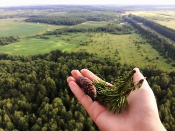 Cropped image of hand holding corn field