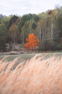 Trees growing on field against sky during autumn