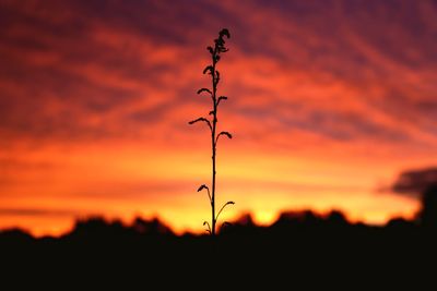 Plants at sunset