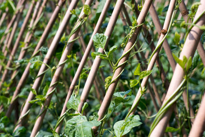 Close-up of bamboo plant