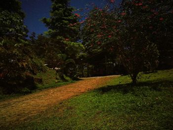 Trees by grass against sky at night