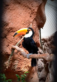 bird