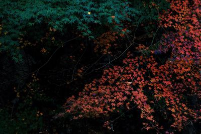 Scenic view of flowering trees during autumn