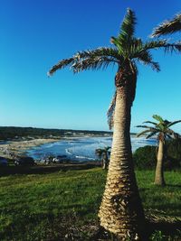 Scenic view of palm trees against clear sky