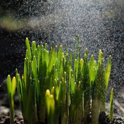 Close-up of wet plants