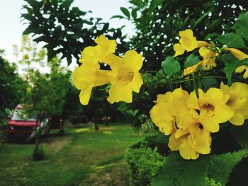 Close-up of yellow flowering plants in park