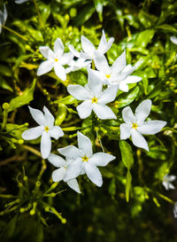 Close-up of white flowering plants