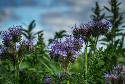 Close-up of purple thistle blooming outdoors