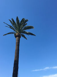 Low angle view of palm tree against clear blue sky