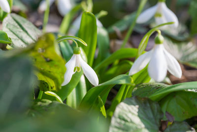 Close-up of white flowering plant