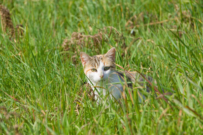 Portrait of cat on grassy field