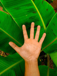 Cropped image of hand against banana leaves