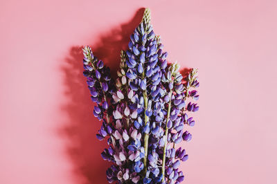 Close-up of purple flowering plant