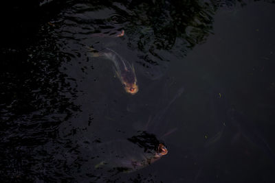 High angle view of koi carps swimming in lake