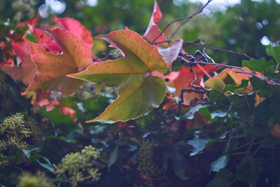 Close-up of maple leaves on tree