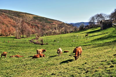 Cows grazing on field against sky