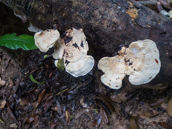 High angle view of mushrooms growing on tree trunk