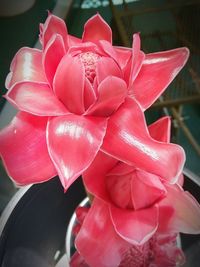 Close-up of pink rose