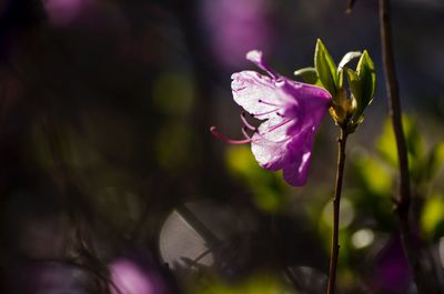 Close-up of pink flowering plant