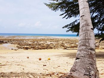 Trees on beach against sky