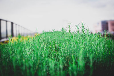 Plants growing on field against sky