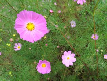 High angle view of cosmos flowers blooming outdoors