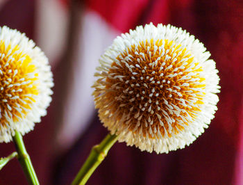 Close-up of yellow flower