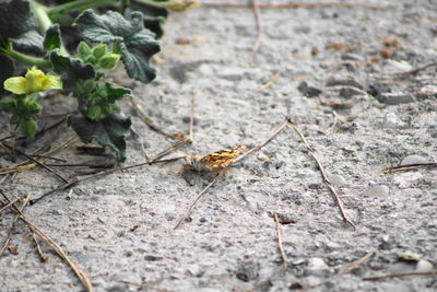 Close-up of insect on rock