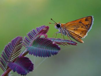 Close-up of butterfly pollinating on flower