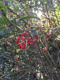 Close-up low angle view of plant