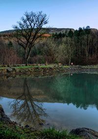 Reflection of trees in lake against clear sky