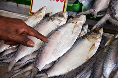 High angle view of fish for sale at market