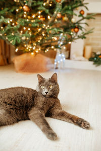 Close-up of cat sitting on table