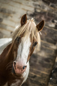 Close-up of horse in stable