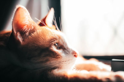 Close-up of cat looking away