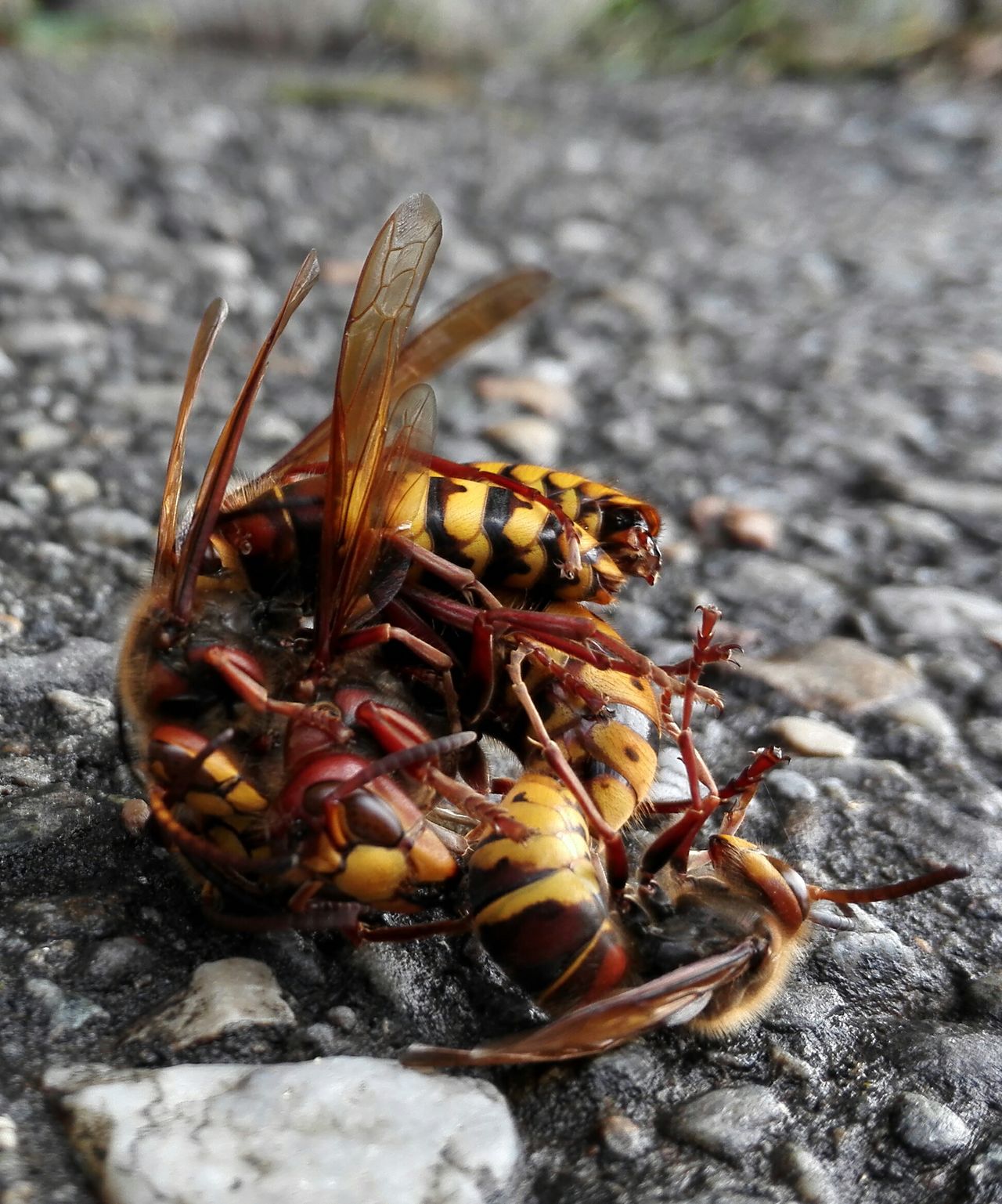 Group of hornets