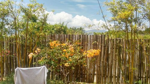 Close-up of plants against trees