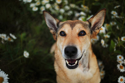 Close-up portrait of dog sticking out tongue on land