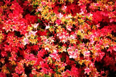 Full frame shot of red flowers