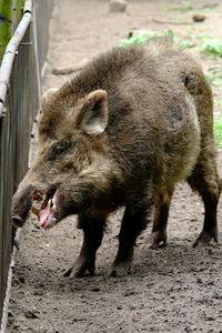 Upset boar