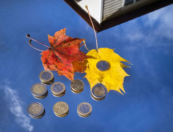 Close-up of autumn leaves and coins on mirror