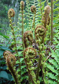 Close-up of succulent plant