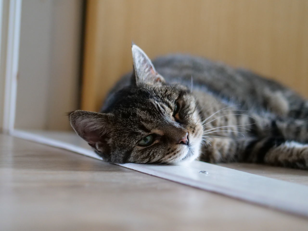 PORTRAIT OF A CAT RESTING ON FLOOR