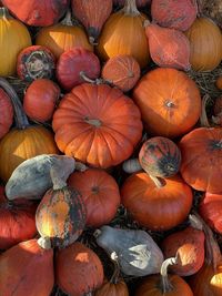 Full frame shot of pumpkins